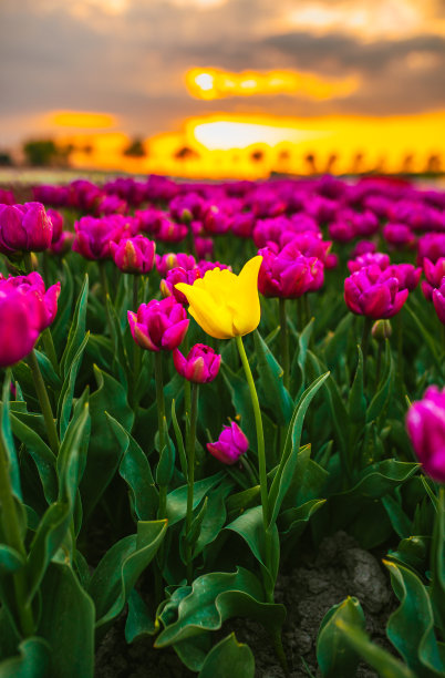 是一个不同的概念-一朵黄色的郁金香在花场与粉红色的郁金香在美丽的日落在荷兰北部对着金色的太阳框架图片下载