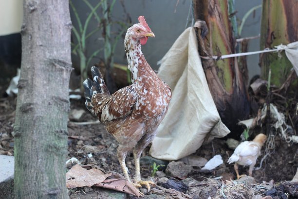 一只母鸡和它的孩子们在公园里玩耍图片下载