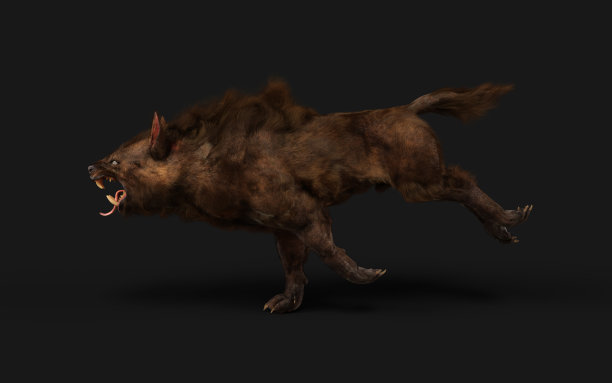 一个魔鬼狼在黑色背景上的三维插图与剪辑路径。图片下载