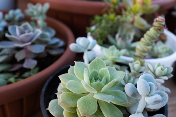 盆栽多肉植物，俯视图。迭香、景天和天竺葵。多肉植物海报，日历，邮政，屏幕保护程序，壁纸，明信片，横幅，封面，网站。高质量照片图片下载