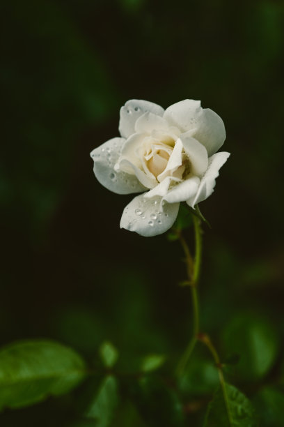 漂亮的白玫瑰盛开-绿色背景-白玫瑰股票照片-花瓣上的水滴图片下载