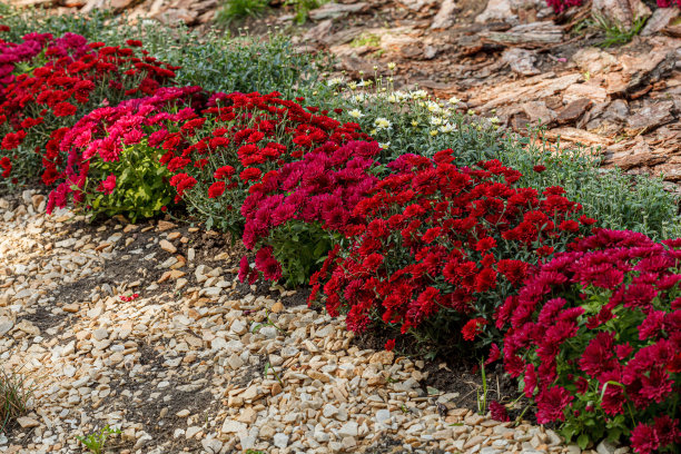美丽的菊花丛黄、红、白、粉、红的颜色图片下载