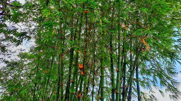 森林中竹子的完整背景。图片下载