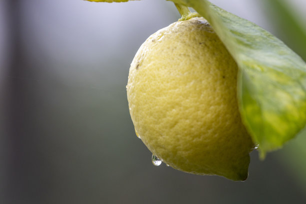 这张照片是在下雨的时候，一个刚成熟的柠檬在它的树枝上，背景模糊而黑暗图片下载