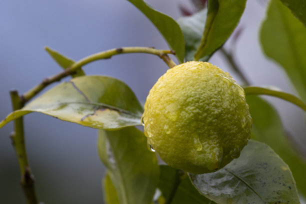 这张照片是在下雨的时候，一个刚成熟的柠檬在它的树枝上，背景模糊而黑暗图片下载