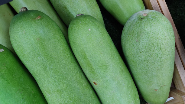 绿色南瓜图片下载