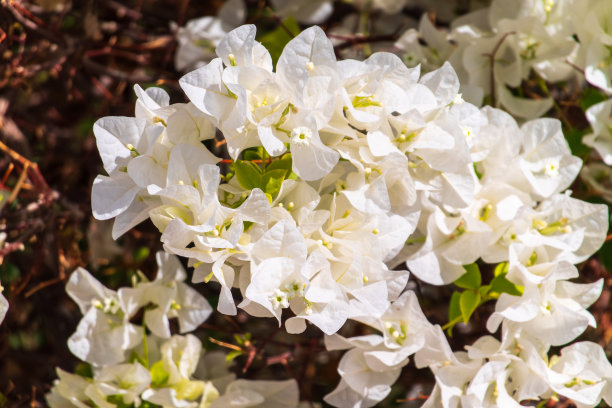 盛开的白色三角梅图片下载