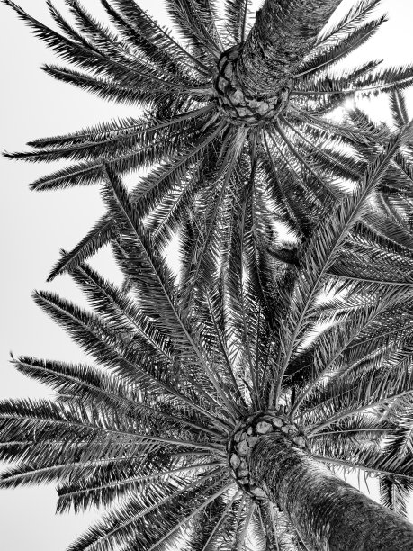 热带棕榈树的黑白图像图片下载