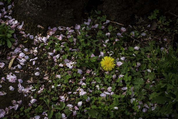 蒲公英和樱花的花瓣图片下载