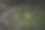 蒲公英和樱花的花瓣图片下载