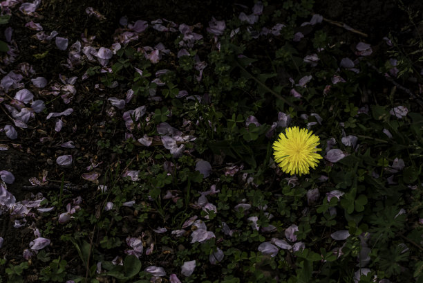 蒲公英和樱花的花瓣图片下载