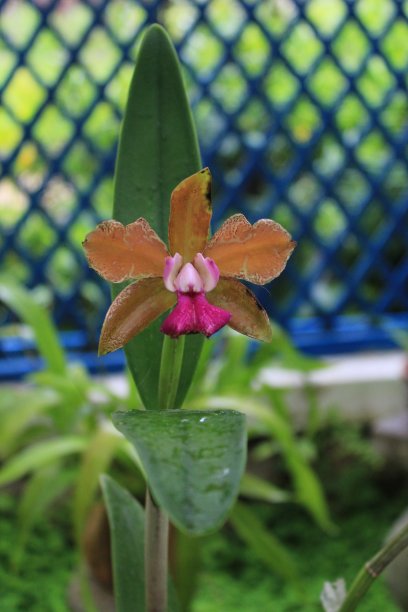 热带兰花图片下载