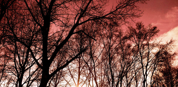 无叶的树图片下载