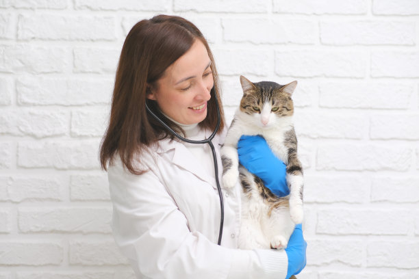 女兽医抱着病猫特写。兽医诊所概念中的宠物健康诊断。图片下载