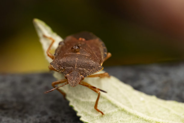 象鼻虫(Otiorhynchus sulcatus)的宏观照片。原产于欧洲，但在北美也很常见。它是许多园林植物的害虫图片下载