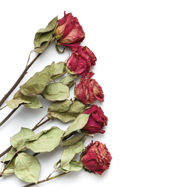 干玫瑰白色背景，俯视图，复制空间。不幸福的爱情，孤独，悲伤，年老，失落。图片下载