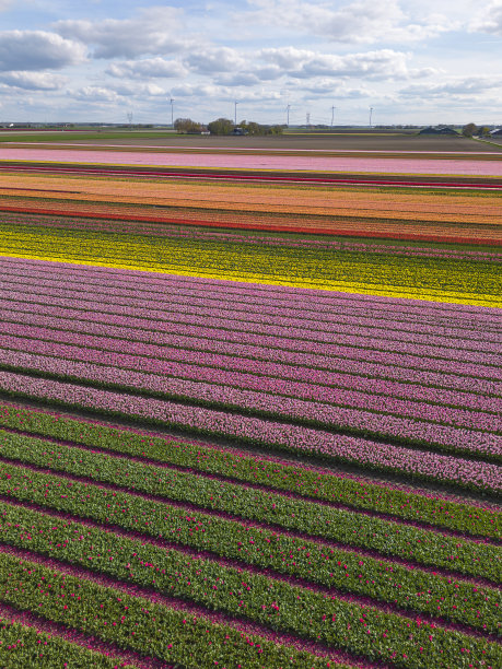 空中无人机拍摄的彩色郁金香球茎盛开的照片图片下载