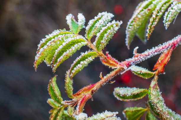 秋玫瑰果上覆霜，选择性聚焦。植物的微距照片图片下载
