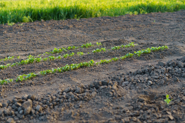 嫩绿的嫩芽被种在花园里均匀的床上的土壤里。园艺、农业、种植粮食和春天到来的概念。图片为您的设计图片下载