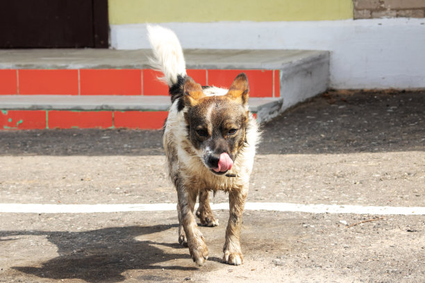 肮脏的白狗站在人行道上图片下载