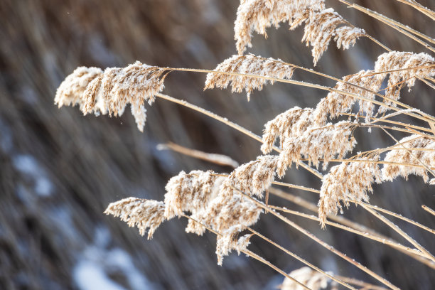 冬日阳光下的干芦苇与雪，特写照片图片下载