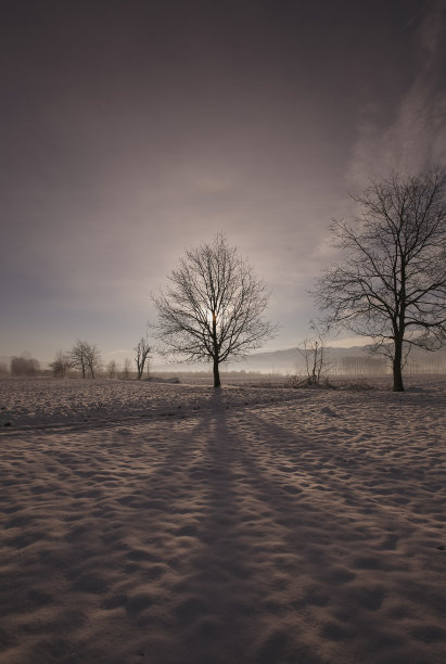 冬日夕阳下，光秃秃的树的剪影。库存图片图片下载