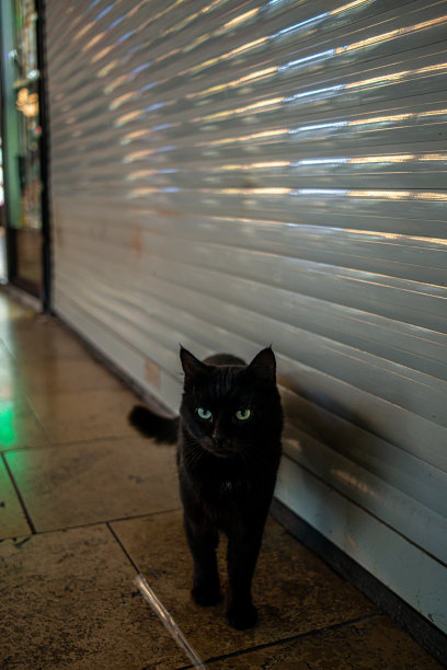 迷人的一瞥:黑猫和相机图片下载