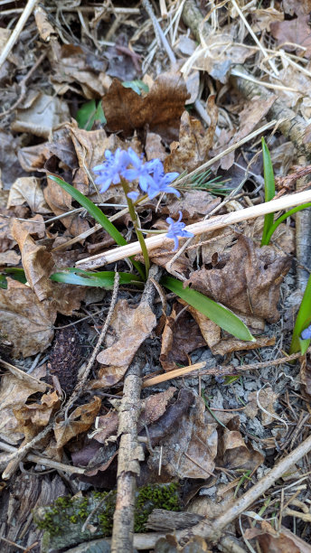 春天的第一朵花在了森林、草原上。照片。图片下载