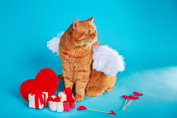 情人节，丘比特。姜黄色英国猫的肖像，蓝色背景上有天使白色的翅膀。图片下载