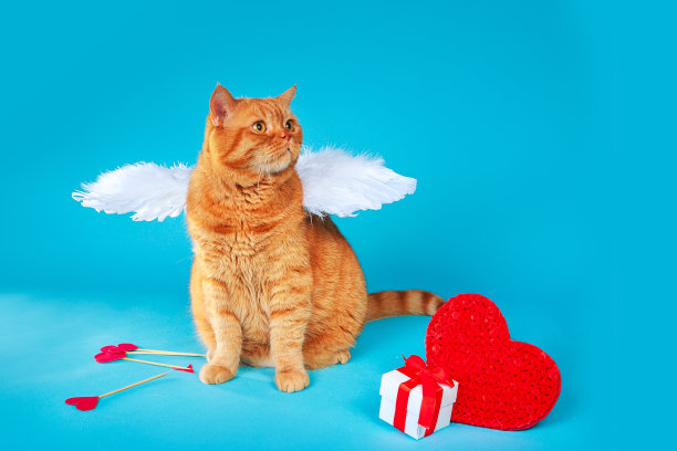 情人节，丘比特。姜黄色的英国猫的肖像，天使白色的翅膀在蓝色的背景上望向远方。图片下载