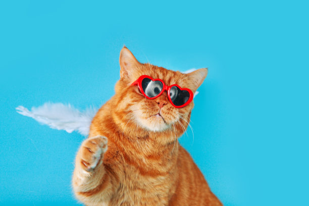 姜黄色英国猫的特写肖像，戴着太阳镜，蓝色背景上有天使的翅膀。情人节概念图片下载