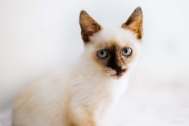 一张小白猫的特写照片，棕色的脸和蓝色的眼睛躺在床上图片下载