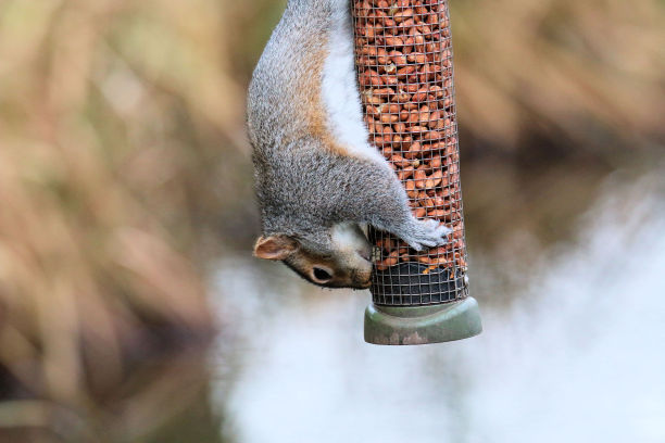 灰松鼠的景象图片下载