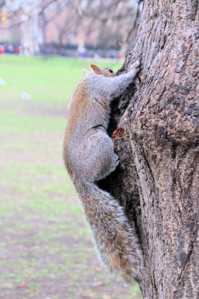 灰松鼠的景象图片下载