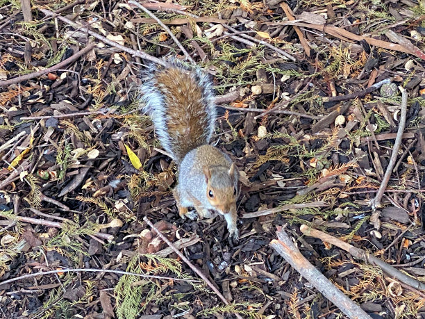 灰松鼠的景象图片下载