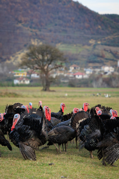 阿尔巴尼亚的土耳其鸟图片下载
