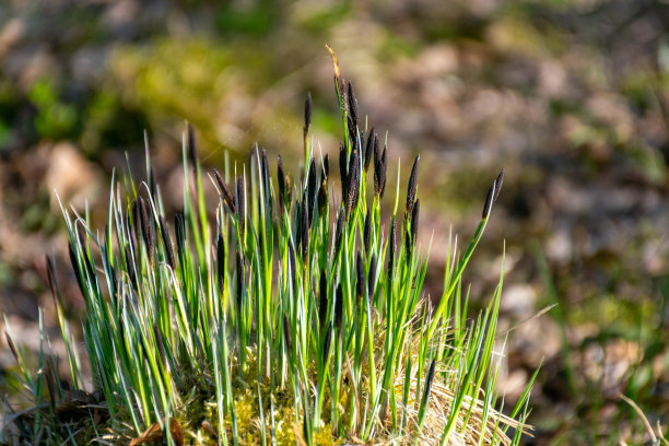 彩色照片第一次春天的花和亮绿的草，第一次亮绿图片下载