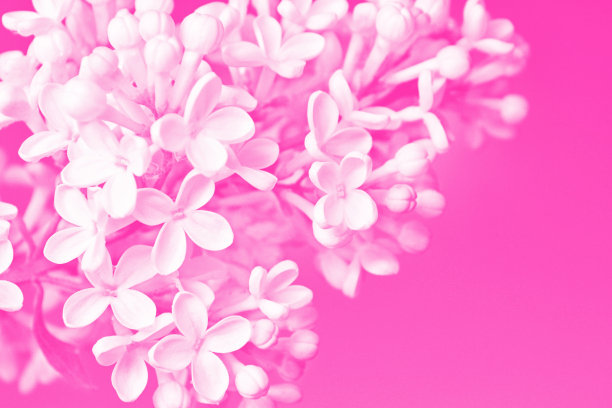 彩色照片。单色。鲜艳多彩的丁香花图片下载