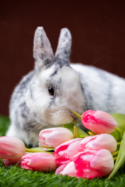 复活节兔子图片下载