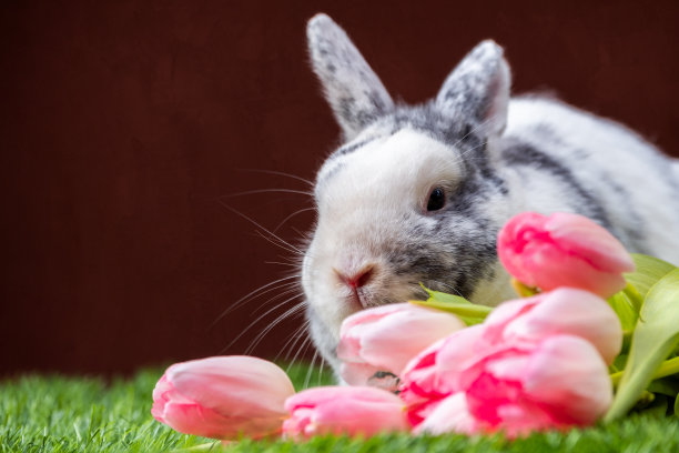 复活节兔子图片下载