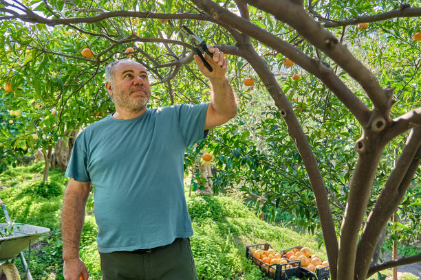 园丁成熟的男子收集成熟的柑橘果实收获期间在柑橘果园，从树枝上剪下来。图片下载