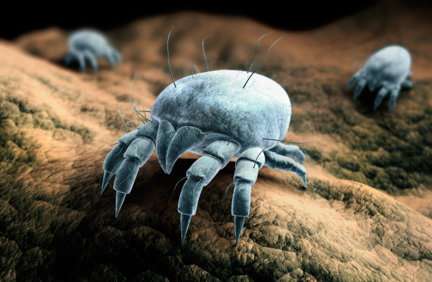 尘螨群图片下载