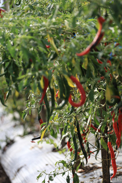 红色和绿色的辣椒植物在花园里，库存照片图片下载