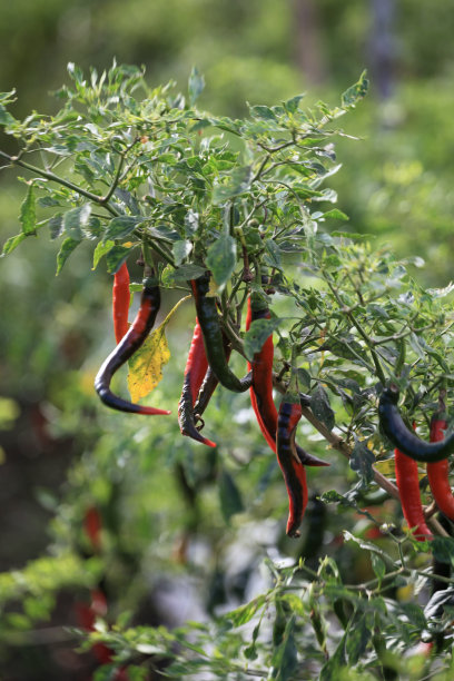 红色和绿色的辣椒植物在花园里，库存照片图片下载