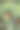 红色和绿色的辣椒植物在花园里，库存照片图片下载
