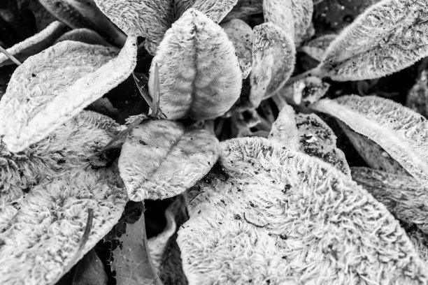 叶丛，俯视图。色调背景从叶子植物。草本墙用于出版物，设计，海报，日历，帖子，屏幕保护程序，壁纸，封面，网站。高质量照片图片下载