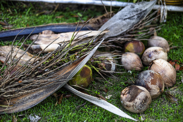 花园里成熟的椰子图片下载
