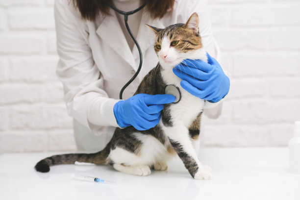 女兽医抱着病猫特写。兽医诊所概念中的宠物健康诊断。图片下载