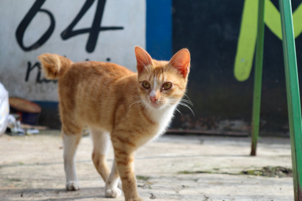 一只毛茸茸的小猫的特写照片，白色和橙色的皮毛，小鼻子上伸出胡须，在地上行走。图片下载