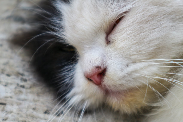 一只毛茸茸的猫的特写照片，黑白相间的皮毛，小鼻子上伸出胡须，躺在地上睡觉图片下载